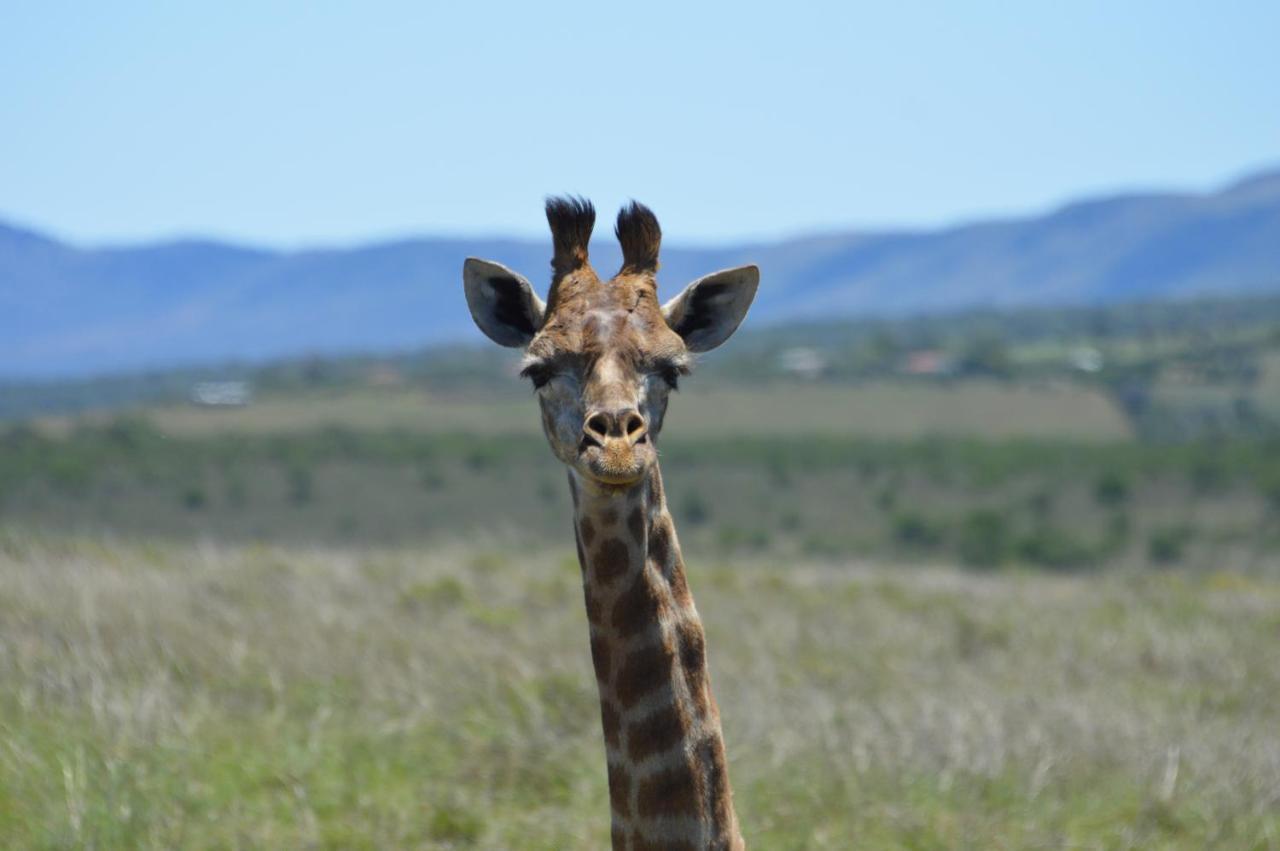 The Ranch House At African Safari Lodge Grahamstown Luaran gambar