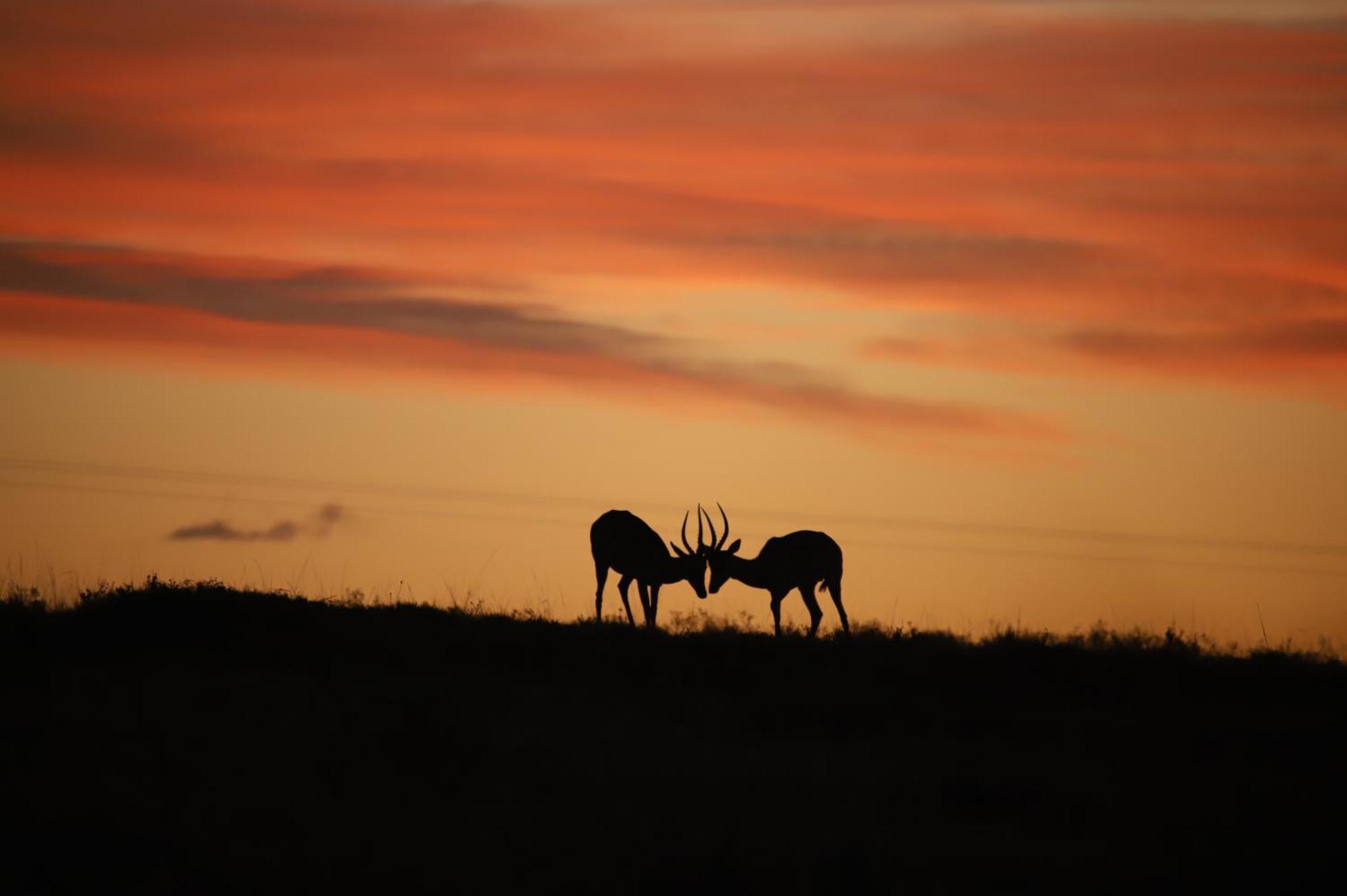 The Ranch House At African Safari Lodge Grahamstown Luaran gambar