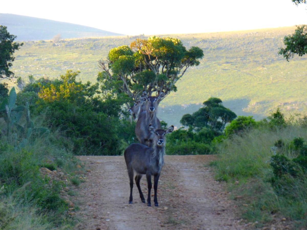 The Ranch House At African Safari Lodge Grahamstown Luaran gambar