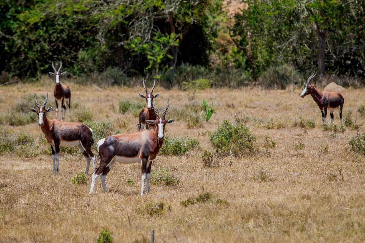 The Ranch House At African Safari Lodge Grahamstown Luaran gambar
